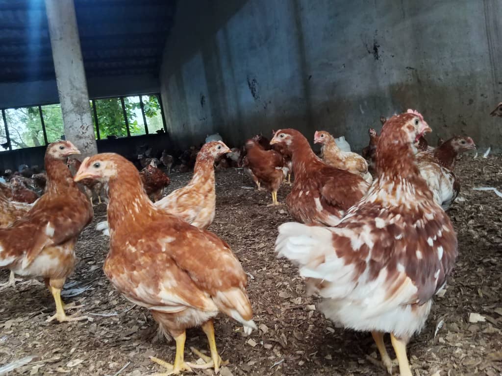 Aviculture